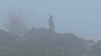 Adıyaman’da doğada nadir rastlanan dağ keçileri, etkili olan sisle birlikte