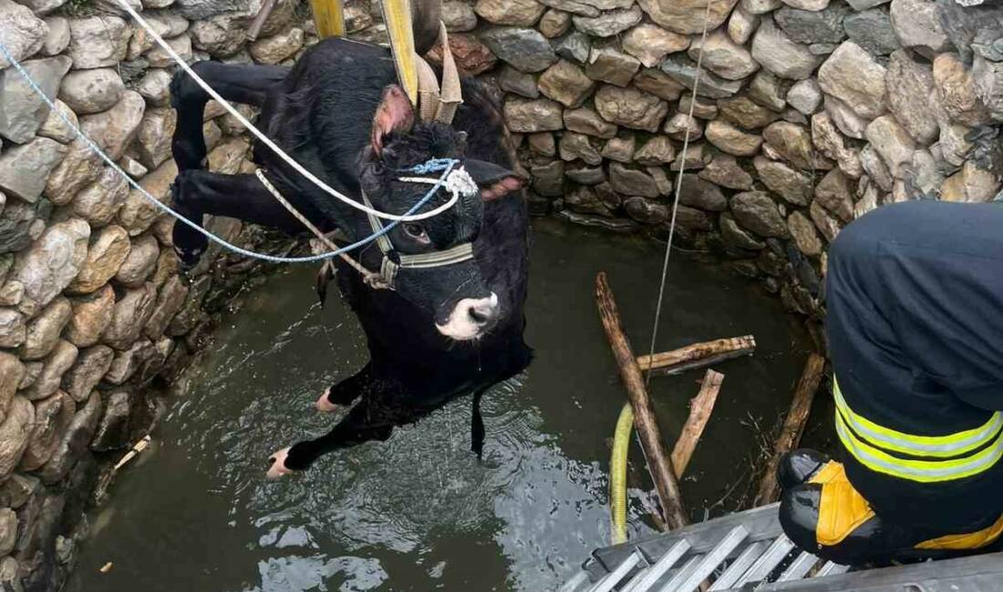 Diyarbakır’ın Ergani ilçesinde su kuyusuna düşen inek, itfaiye ekiplerince kurtarıldı.
