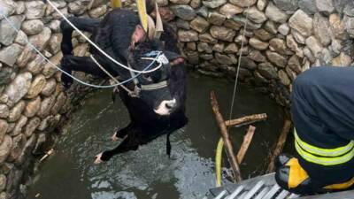 Diyarbakır’ın Ergani ilçesinde su kuyusuna düşen inek, itfaiye ekiplerince kurtarıldı.
