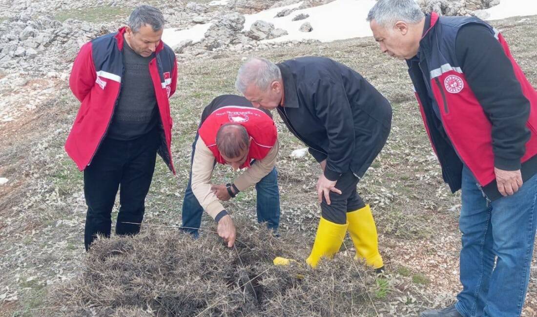 Adıyaman’da hububat üretiminde önemli zararlılardan biri olan süneye karşı yürütülen