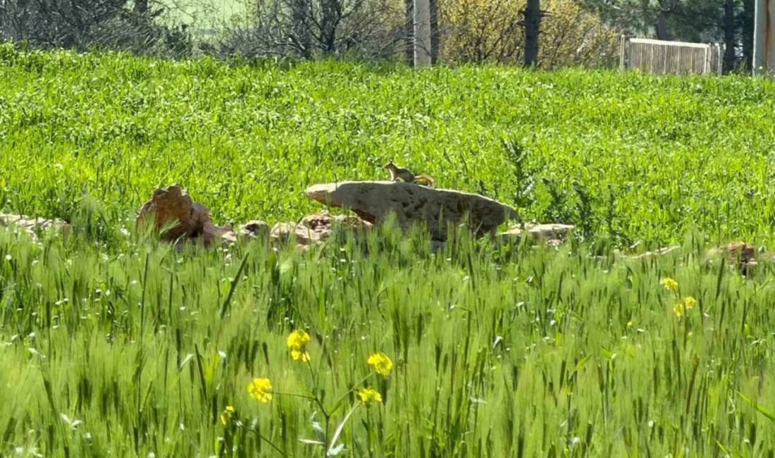 Türkiye’de kürkleri için avlanmalarından dolayı nesilleri tehlike altında olan kızıl