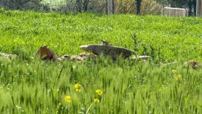Türkiye’de kürkleri için avlanmalarından dolayı nesilleri tehlike altında olan kızıl
