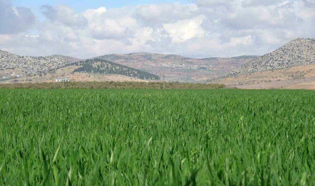 Türkiye’nin önemli buğday üretim merkezlerinden Gaziantep’in Araban ilçesinde buğday ekili