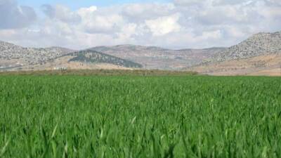 Türkiye’nin önemli buğday üretim merkezlerinden Gaziantep’in Araban ilçesinde buğday ekili
