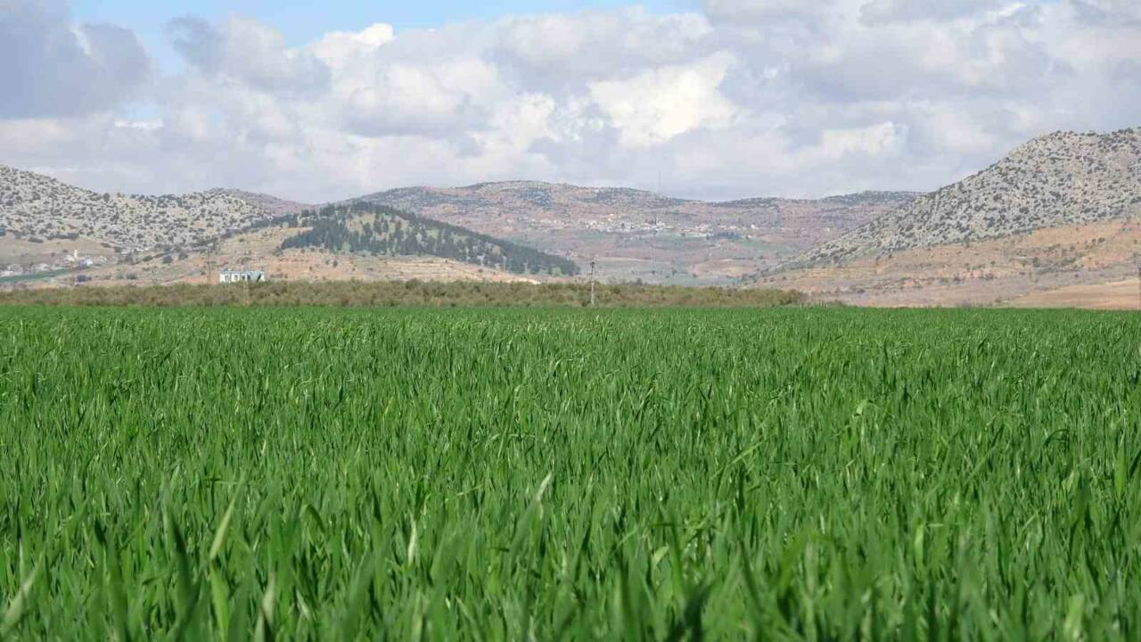 Türkiye’nin önemli buğday üretim merkezlerinden Gaziantep’in Araban ilçesinde buğday ekili