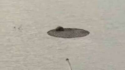 Şanlıurfa'da yapay gölette mahsur kalan bir tilki, itfaiye ekipleri tarafından