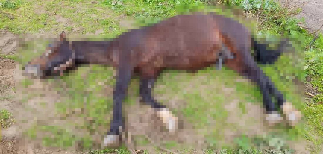 Şanlıurfa’da yıldırım isabet etmesi sonucu at telef oldu.