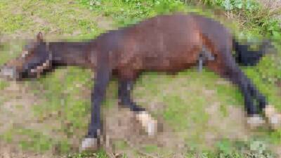 Şanlıurfa’da yıldırım isabet etmesi sonucu at telef oldu.