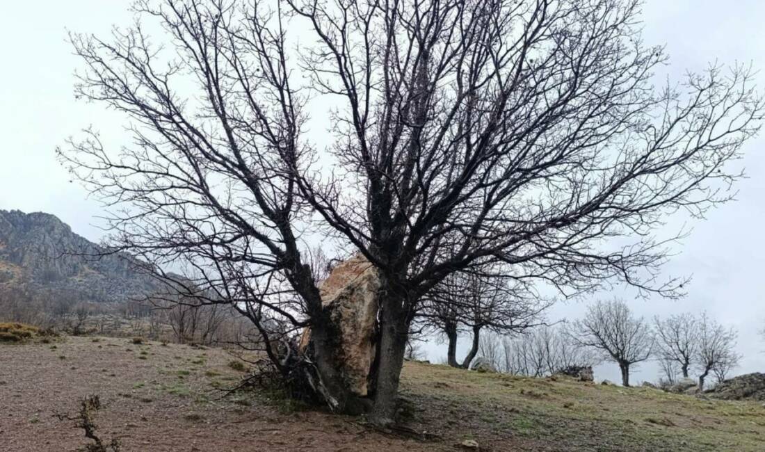 Adıyaman’da yamaçtan koparak yuvarlanan büyük bir kaya parçası, bir ağaca