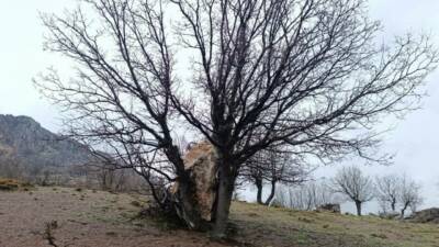 Adıyaman’da yamaçtan koparak yuvarlanan büyük bir kaya parçası, bir ağaca