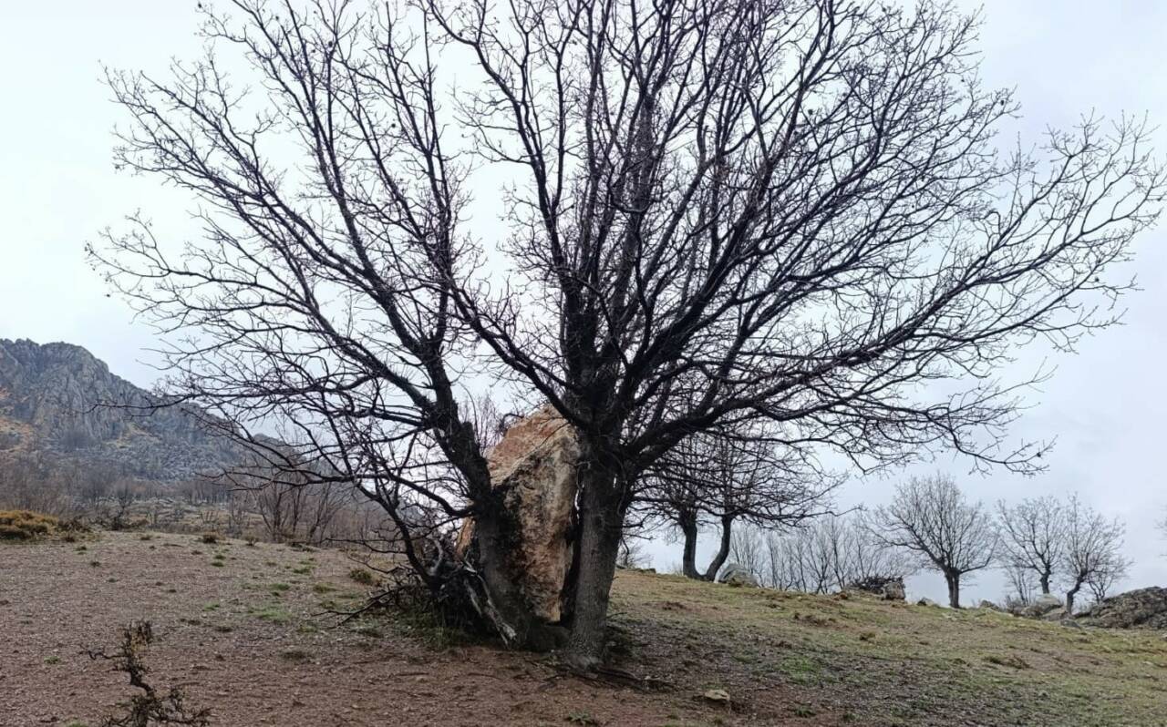 Adıyaman’da yamaçtan koparak yuvarlanan büyük bir kaya parçası, bir ağaca