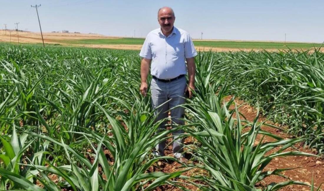 DEVA Partisi Adıyaman İl Başkanı Mehmet Anaç, Adıyaman'da tütün alım