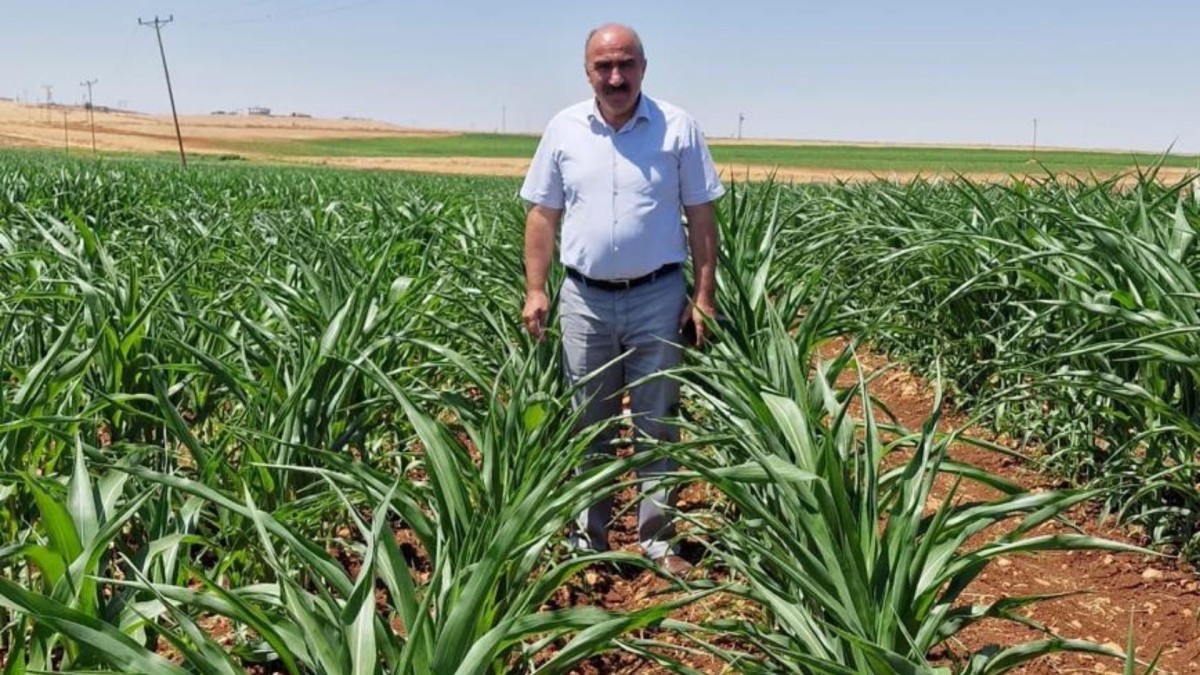DEVA Partisi Adıyaman İl Başkanı Mehmet Anaç, Adıyaman'da tütün alım