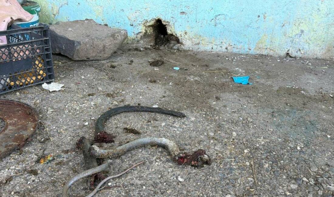 Şanlıurfa'nın Siverek ilçesinde bir kişi, evine giren yılanı öldürmek için