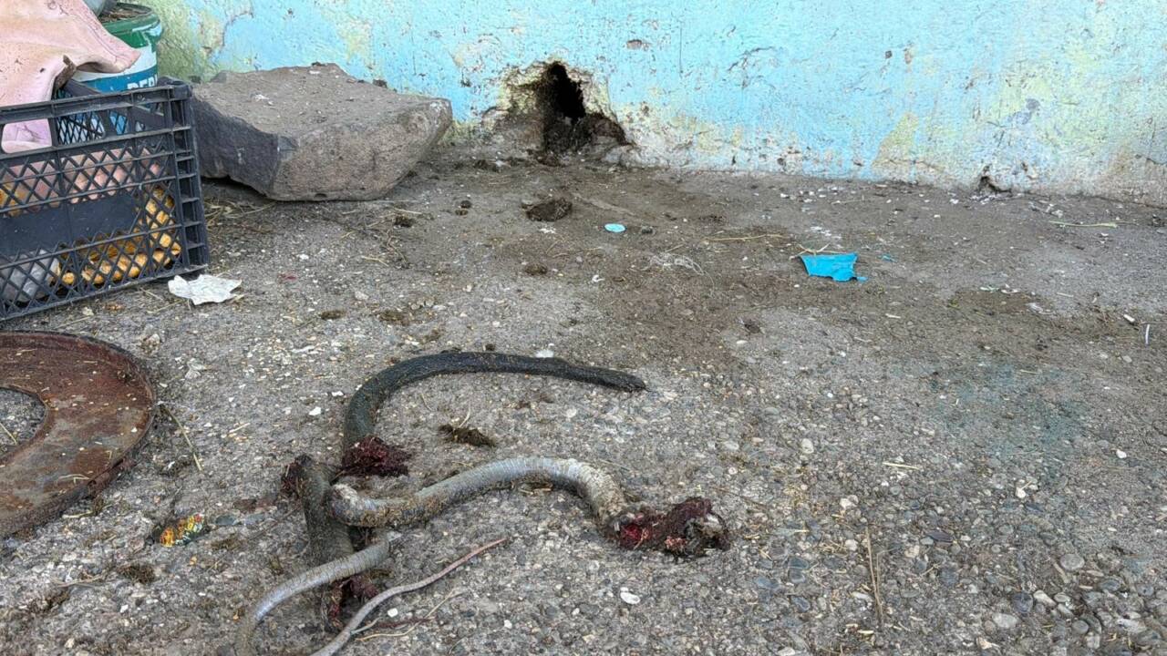 Şanlıurfa'nın Siverek ilçesinde bir kişi, evine giren yılanı öldürmek için