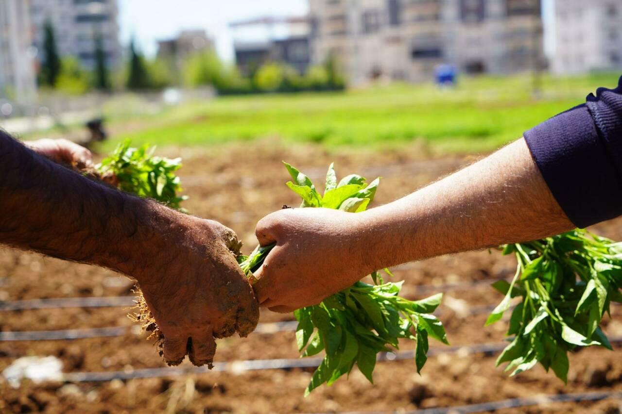 Adıyaman Belediyesi’nin Yeni Mahalle’deki 10 dönümlük organik sebze bahçesinde, Adıyaman