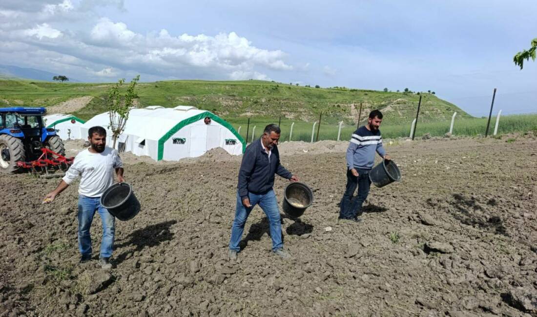 Adıyaman Belediyesi bünyesinde kurulan Kümes Hayvancılığı Tesisi’nde, “gezen tavuk” yöntemiyle