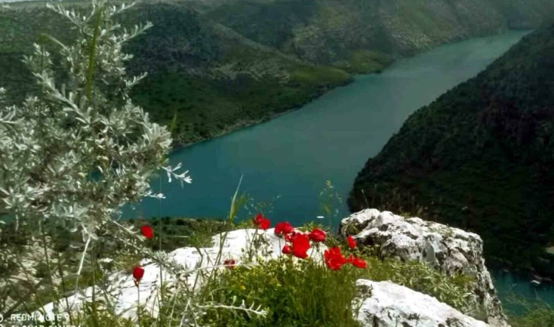 Gaziantep’in Araban Ovası, baharın gelişiyle birlikte rengarenk görüntülere büründü. Uzun