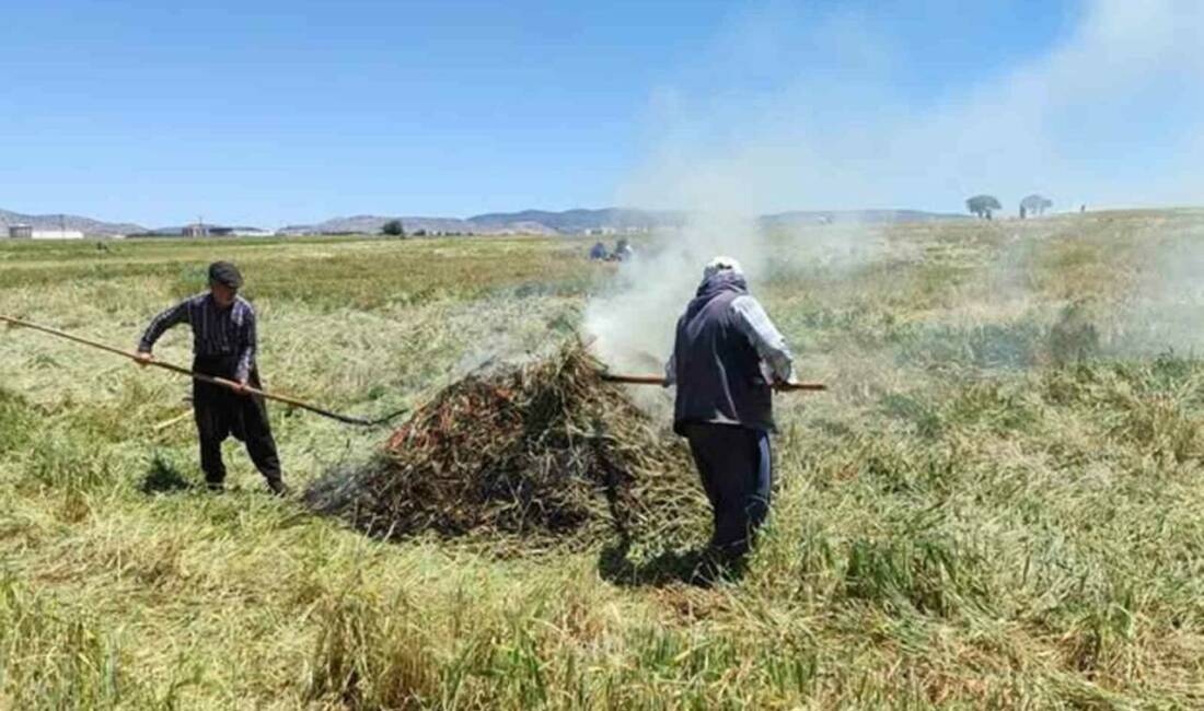 Araban Ovası’nda firik ütümü sezonu başladı Gaziantep’in Araban ilçesinde yeşil buğday başaklarının hasat edildikten sonra geleneksel