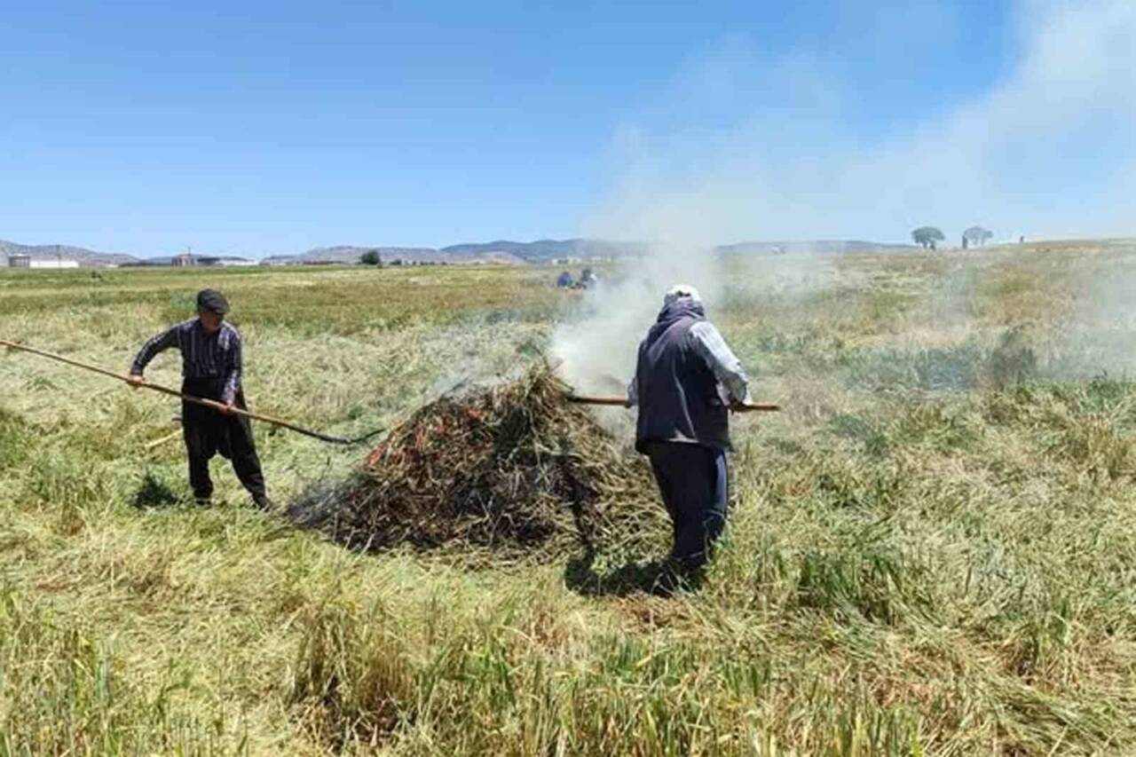 Gaziantep’in Araban ilçesinde yeşil buğday başaklarının hasat edildikten sonra geleneksel