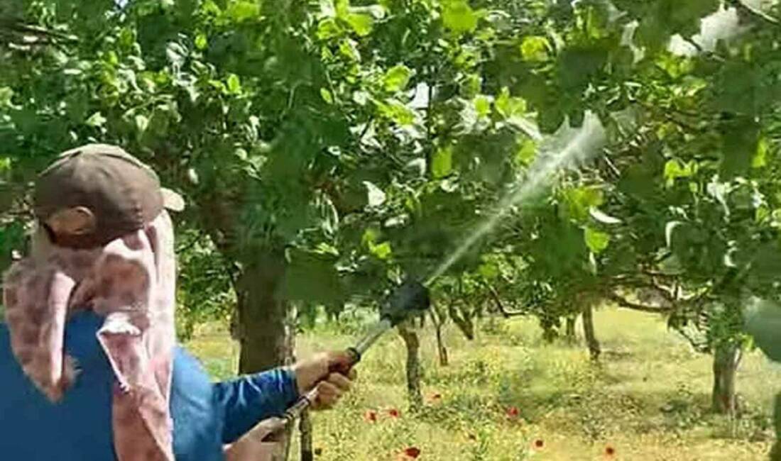 Gaziantep’in Araban ilçesinde Antepfıstığı üreticileri, sonbahar, kış ve ilkbaharda etkili