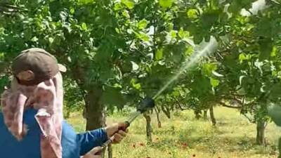 Gaziantep’in Araban ilçesinde Antepfıstığı üreticileri, sonbahar, kış ve ilkbaharda etkili