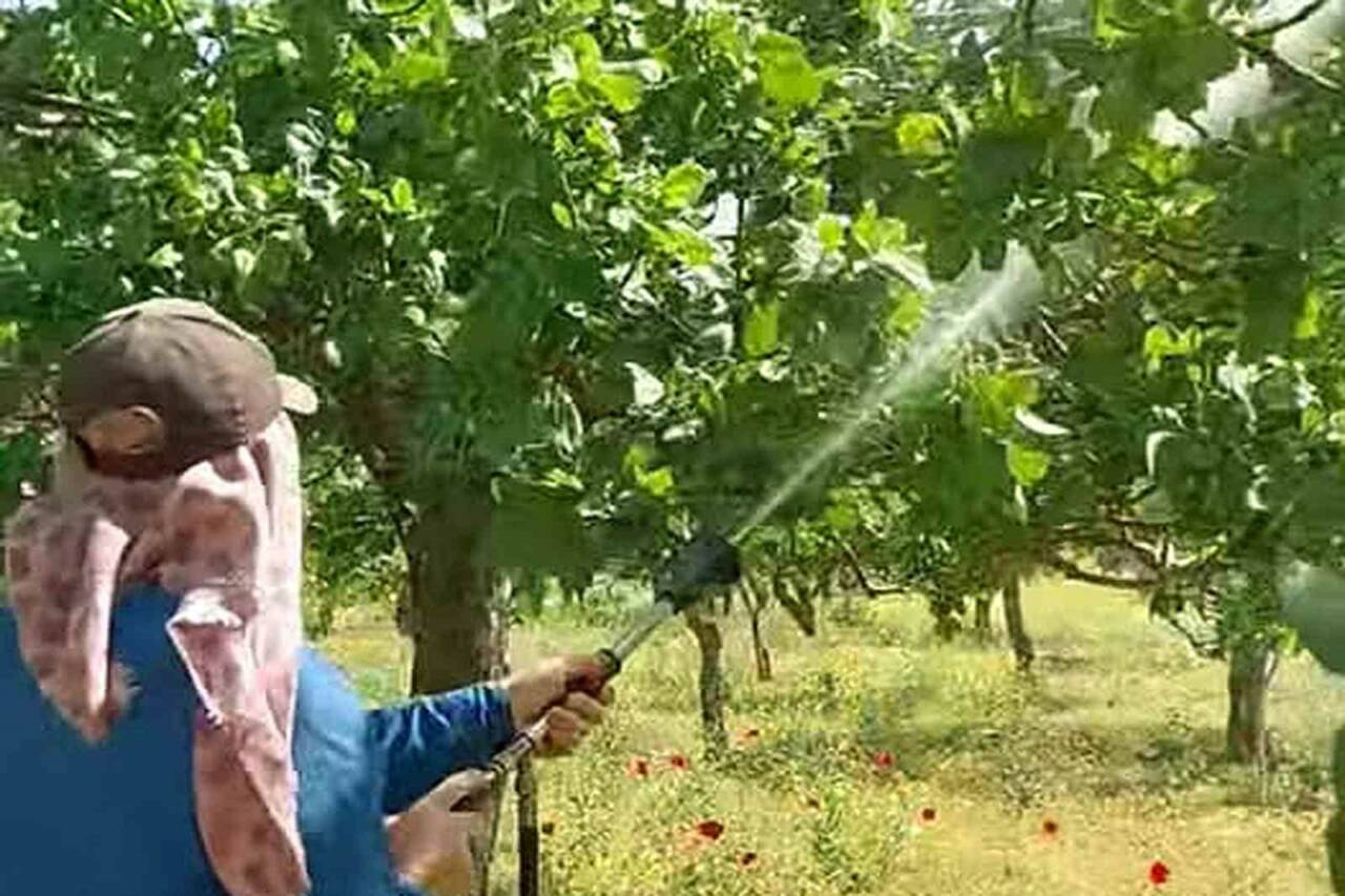 Gaziantep’in Araban ilçesinde Antepfıstığı üreticileri, sonbahar, kış ve ilkbaharda etkili