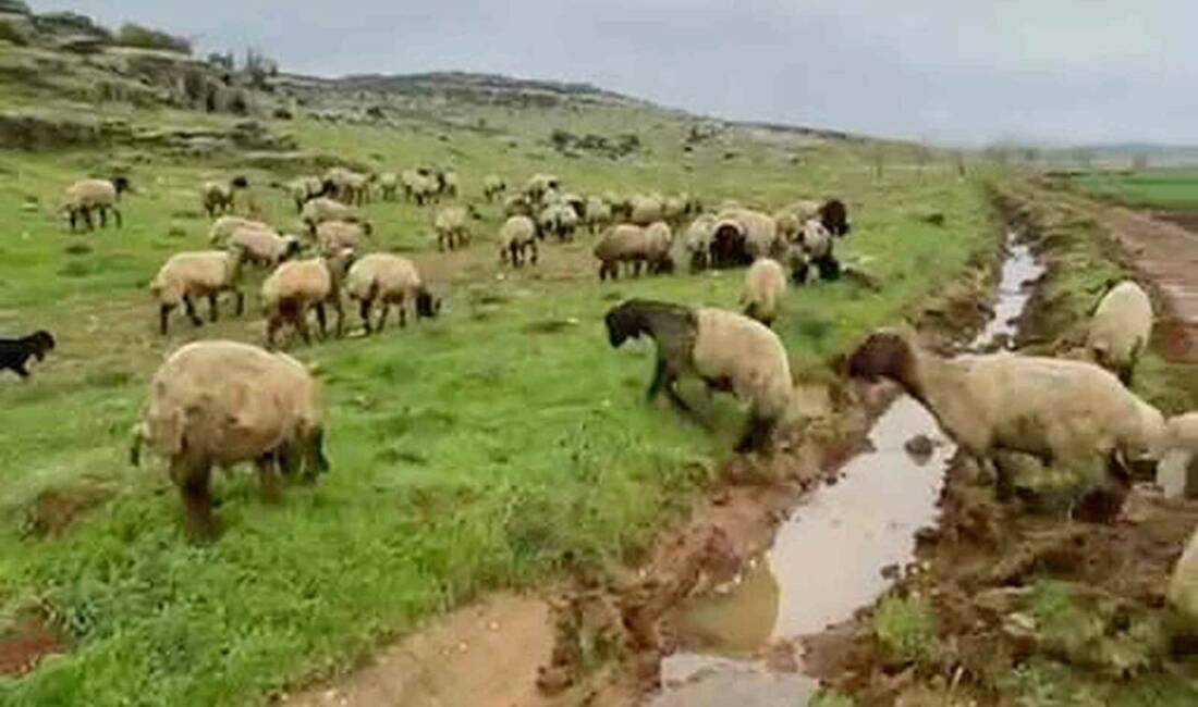 Yaklaşan Kurban Bayramı öncesi Gaziantep’in Araban ilçesinde küçükbaş ve büyükbaş