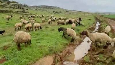 Yaklaşan Kurban Bayramı öncesi Gaziantep’in Araban ilçesinde küçükbaş ve büyükbaş