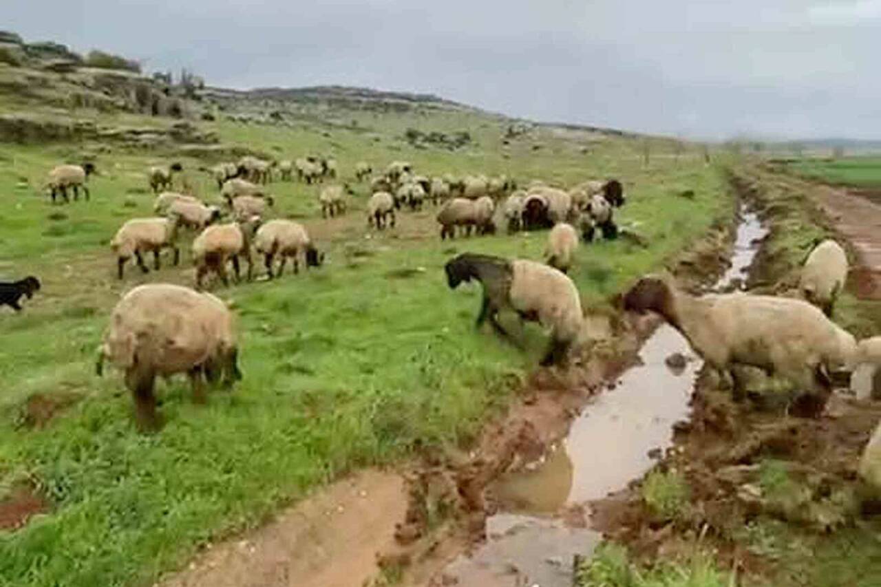 Yaklaşan Kurban Bayramı öncesi Gaziantep’in Araban ilçesinde küçükbaş ve büyükbaş
