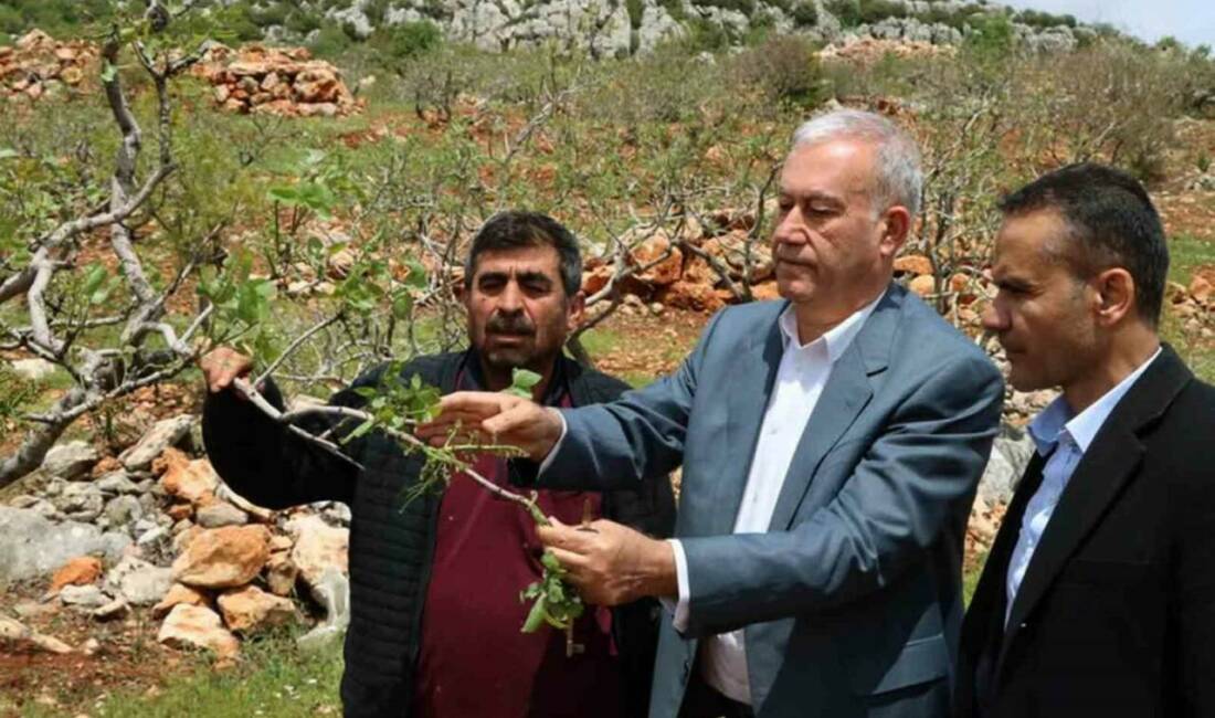 Gaziantep’in Araban ilçesinde etkili olan ’süper hücre’ fırtınası, Antep fıstığı
