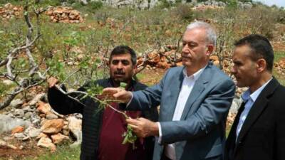 Gaziantep’in Araban ilçesinde etkili olan ’süper hücre’ fırtınası, Antep fıstığı