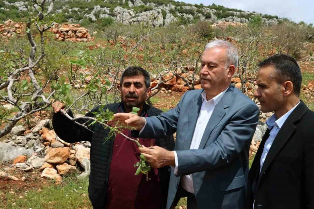 Gaziantep’in Araban ilçesinde etkili olan ’süper hücre’ fırtınası, Antep fıstığı