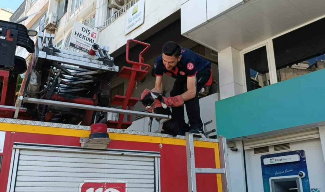 Batman’da bir binanın birinci kat balkonunda mahsur kalan sokak kedisi