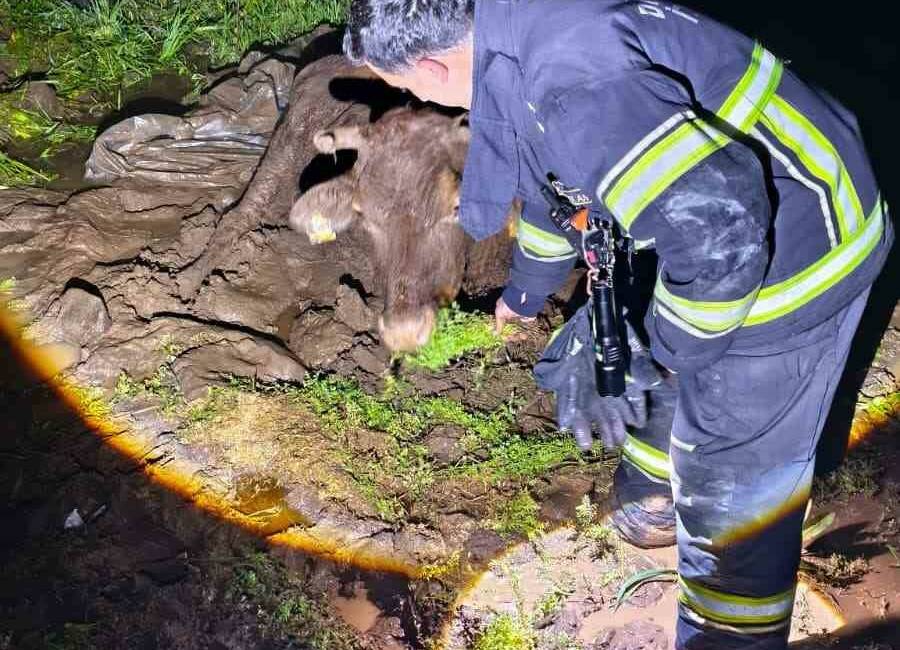 Diyarbakır'ın Kayapınar ilçesinde çamura saplanan inek, itfaiye ekipleri tarafından kepçe