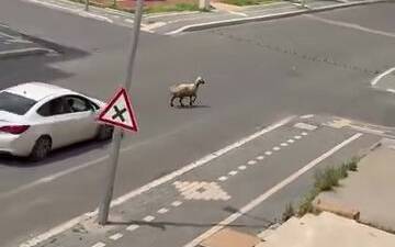 Diyarbakır'da kesilmek için hazırlanan bir koyun, sahibinin elinden kaçarak trafiği