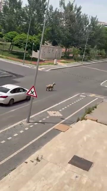 Diyarbakır'da kesilmek için hazırlanan bir koyun, sahibinin elinden kaçarak trafiği