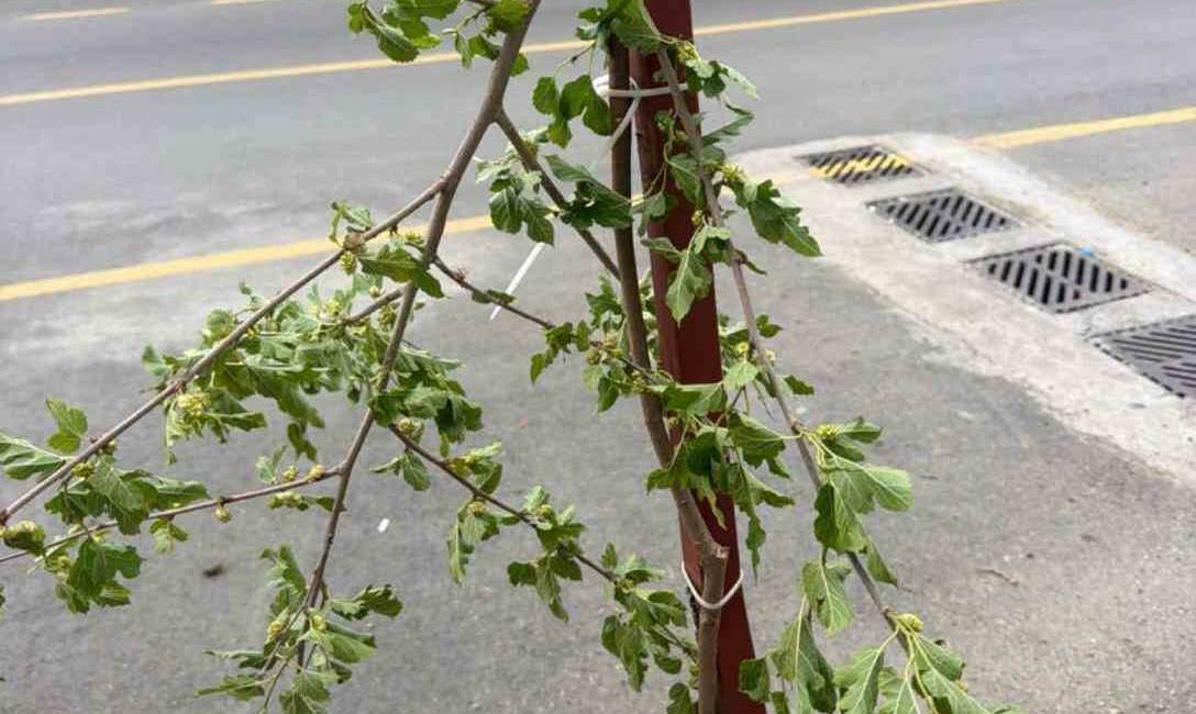 Siirt'te bir çocuk, yürüdüğü sırada taze dut ağacının dalını kırıp