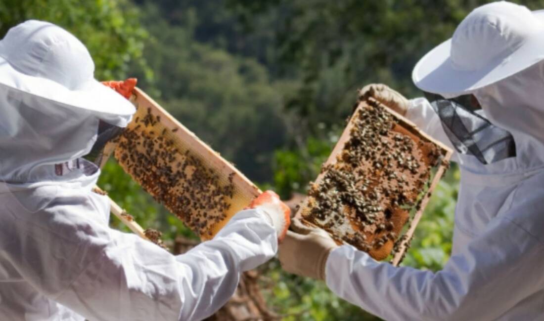 Tarım ve Orman Bakanlığı, 20 Mayıs Dünya Arı Günü dolayısıyla