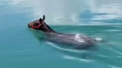 Şanlıurfa’nın Birecik ilçesinde Fırat Nehrinde tekne ile gezen vatandaşlar, suda