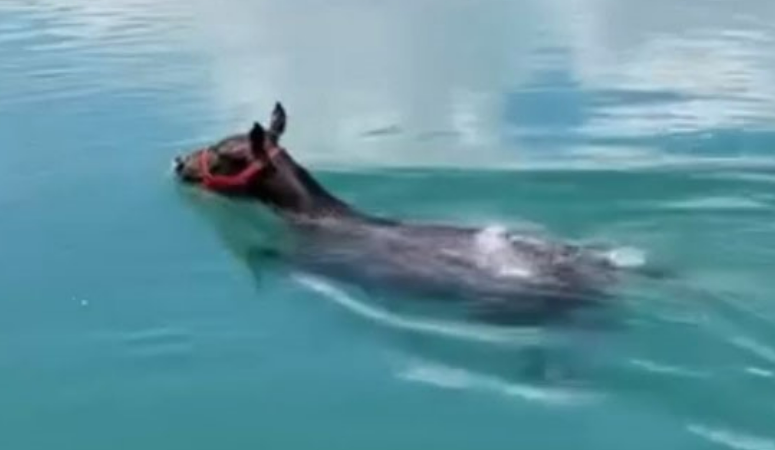 Şanlıurfa’nın Birecik ilçesinde Fırat Nehrinde tekne ile gezen vatandaşlar, suda