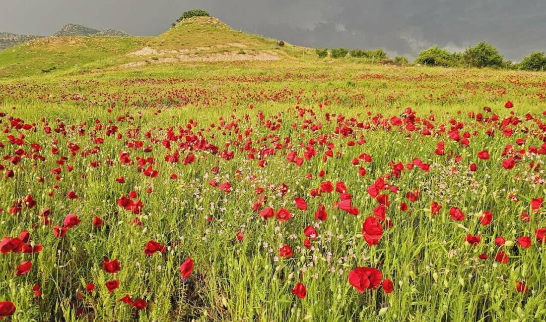 Şırnak'ın Güçlükonak ilçesindeki Akdizgin köyünde bahar aylarında açan gelincik çiçekleri,