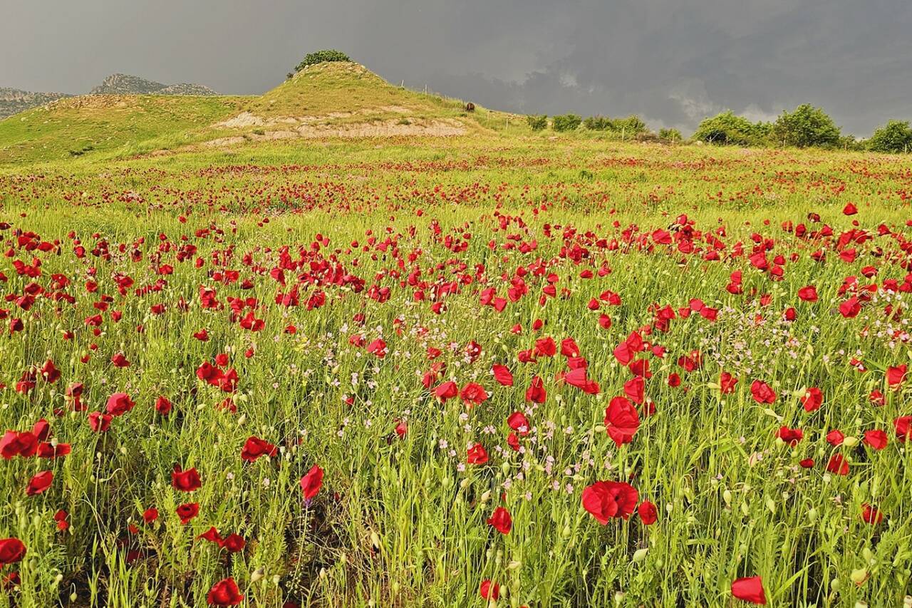 Şırnak'ın Güçlükonak ilçesindeki Akdizgin köyünde bahar aylarında açan gelincik çiçekleri,