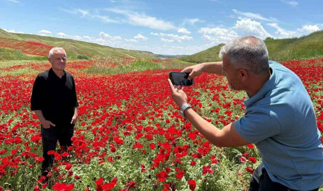 Adıyaman’da, nohut ekili yaklaşık 50 dönümlük alan, açan gelincik çiçekleriyle