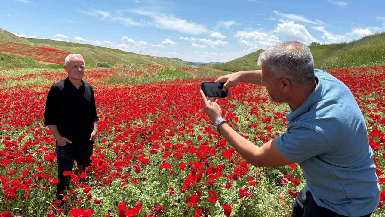 Adıyaman’da, nohut ekili yaklaşık 50 dönümlük alan, açan gelincik çiçekleriyle