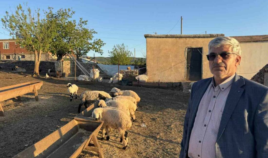 Diyarbakır’ın Çermik ilçesinde göçerler, hayvanlarının korunması ve beslenmesi için her