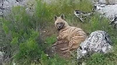 Adıyaman’ın Gölbaşı ilçesine bağlı Akçakaya köyü kırsalında, nesli tükenme tehlikesi