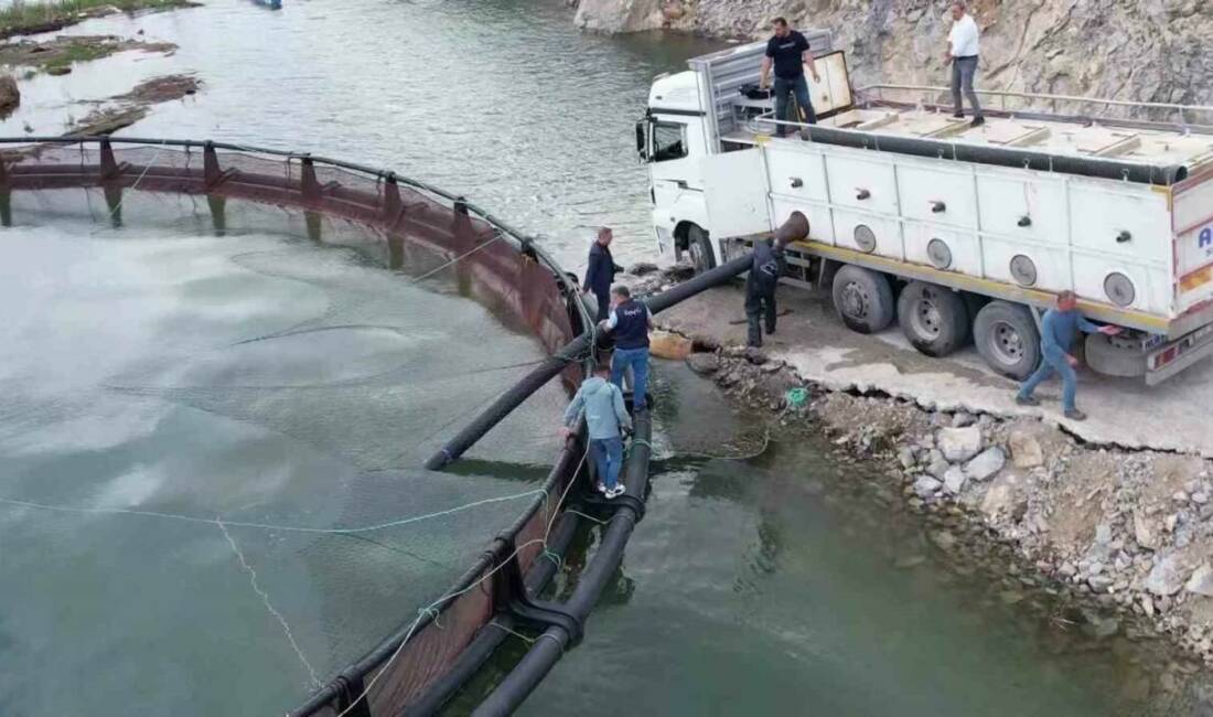 Birçok ülkeye ihraç edilen ‘Türk somonu’nu yetiştirmek için Adıyaman’ın Çelikhan