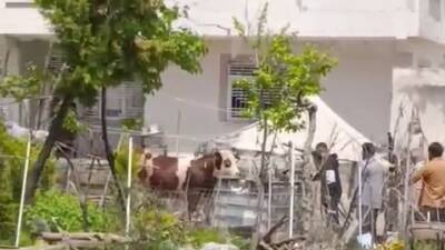 Adıyaman’da sahiplerinin elinden kaçan büyükbaş kurbanlık uyuşturucu iğne vurularak yakalandı.