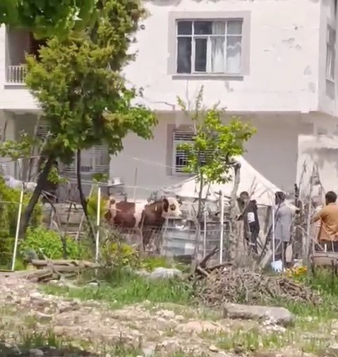 Adıyaman’da sahiplerinin elinden kaçan büyükbaş kurbanlık uyuşturucu iğne vurularak yakalandı.